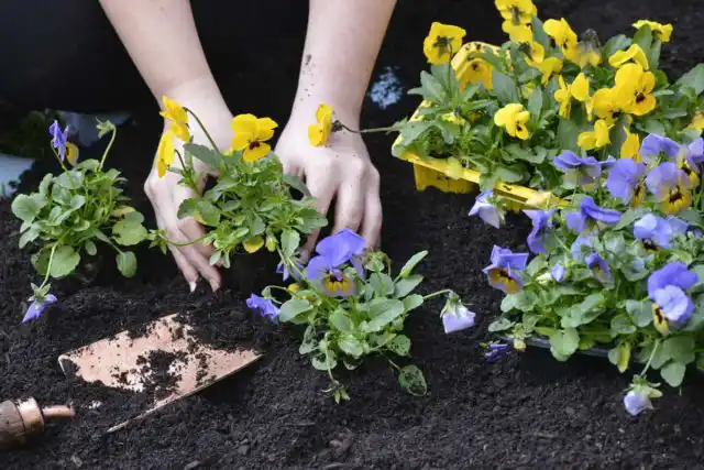 Саженцы деревьев и кустарников, а также деленки многолетних растений также стоят очень недешево, а потребуется их очень много