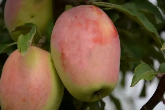 Крымский «Кандиль-Синап» имеет интересную сильно вытянутую форму с «талией»