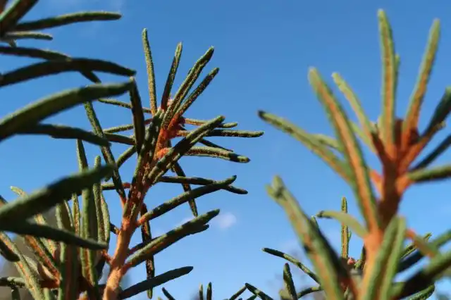 При правильном применении и соблюдении доз багульник может стать отличным помощником в укреплении здоровья