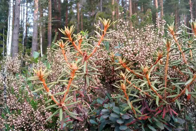 Одно из ценных свойств багульника болотного — его способность отпугивать грызунов и насекомых
