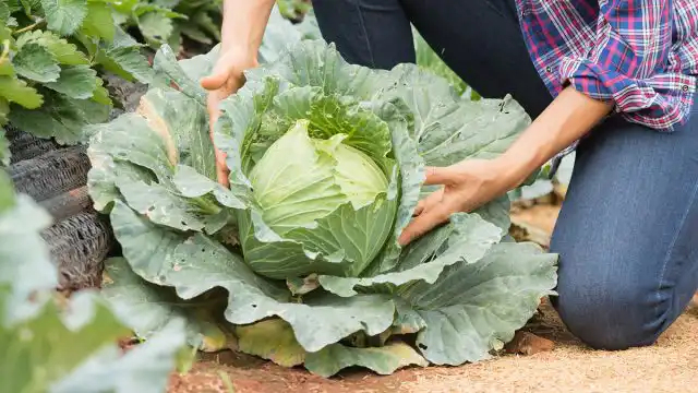 Оставляя капусту без нижних листьев, ее обрекают на болезни, поражение насекомыми-вредителями и потерю плотности вилка