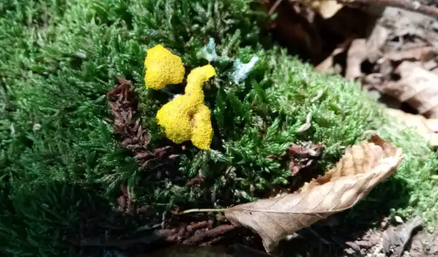 Мне попался эталий (это такой вариант слизевика в стадии размножения) фулиго гнилостного (Fuligo septica) на моховой подушке с края участка, по границе с лесом
