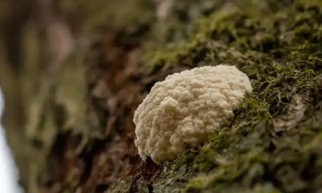 Слизевик ретикулярия дождевик (Reticularia lycoperdon)