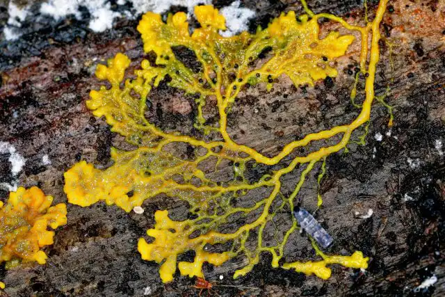 Ползающий плазмодий может напоминать сеть из переплетающихся нитей с веерообразным краем с той стороны, куда он направляется