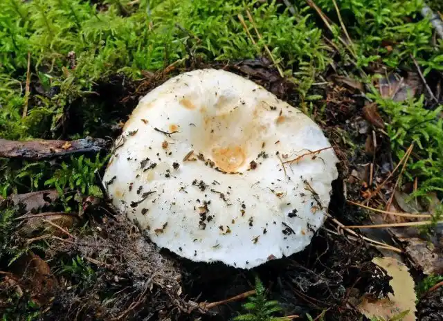 Груздь настоящий (Lactarius resimus)