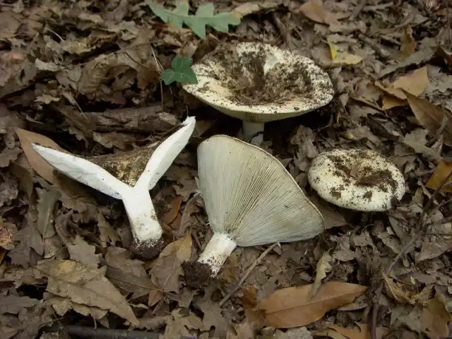 Подгруздок зеленопластинковый (Russula chloroides)
