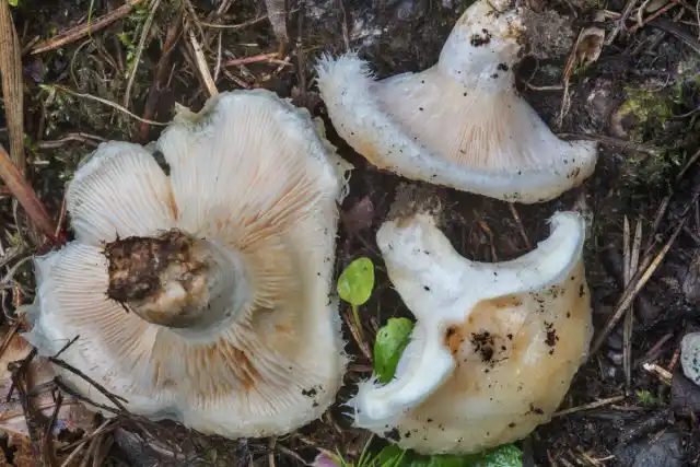 Груздь водянистозоновый (Lactarius aquizonatus)
