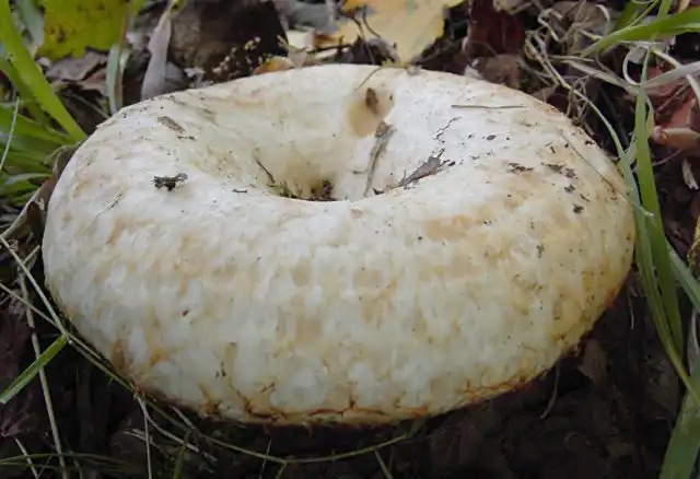 Груздь бахромистый (Lactarius citriolens)