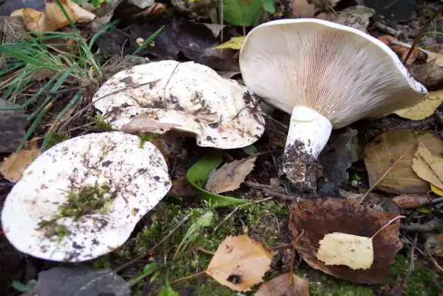 Груздь осиновый или тополёвый (Lactarius controversus)