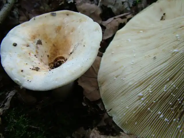 Скрипица, или груздь войлочный (Lactarius vellereus)