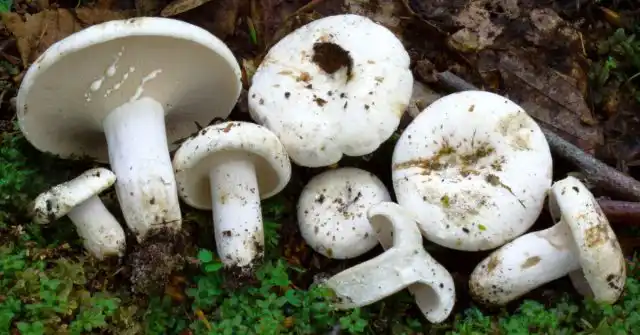 Груздь перечный (Lactarius piperatus)