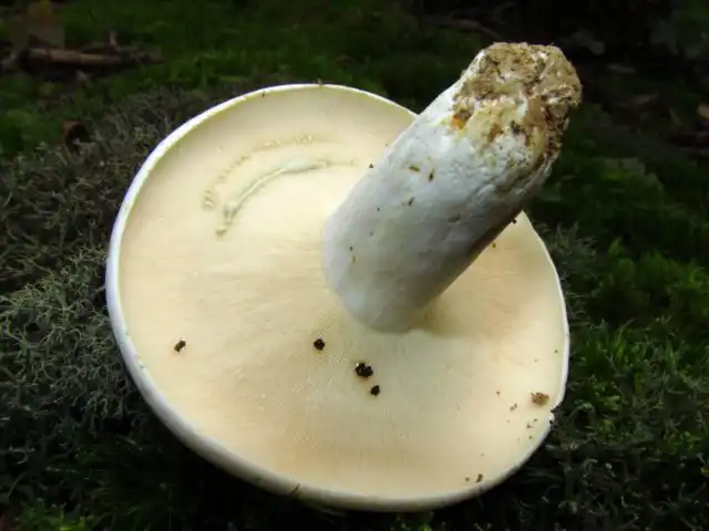 Груздь сизоватый (Lactarius glaucescens)