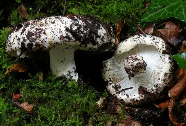 Подгруздок белый (Russula delica)