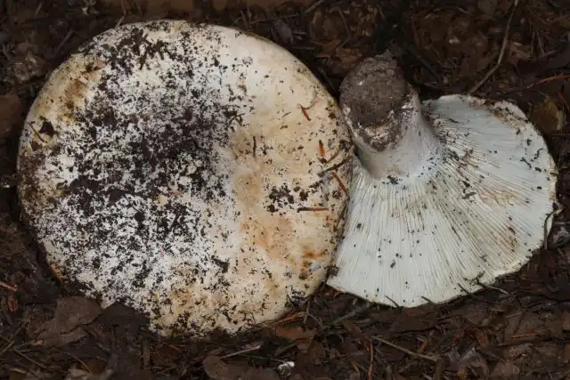 Подгруздок псевдобелый (Russula pseudodelica)