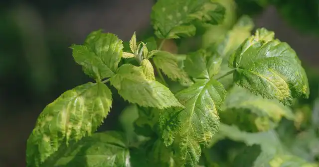 Многие из грибных болезней активно распространяются именно в конце сезона, когда повышается влажность грунта и воздуха