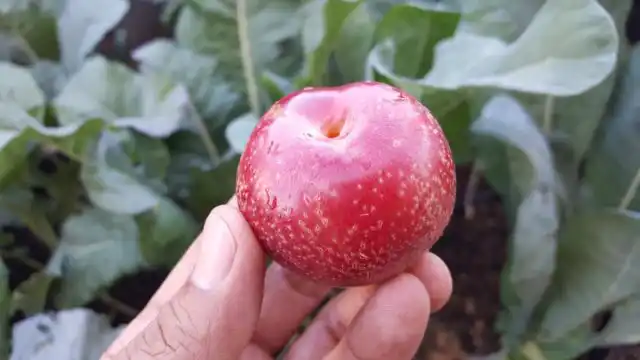 Сложный гибрид сливы, алычи и черешни называется плаэри