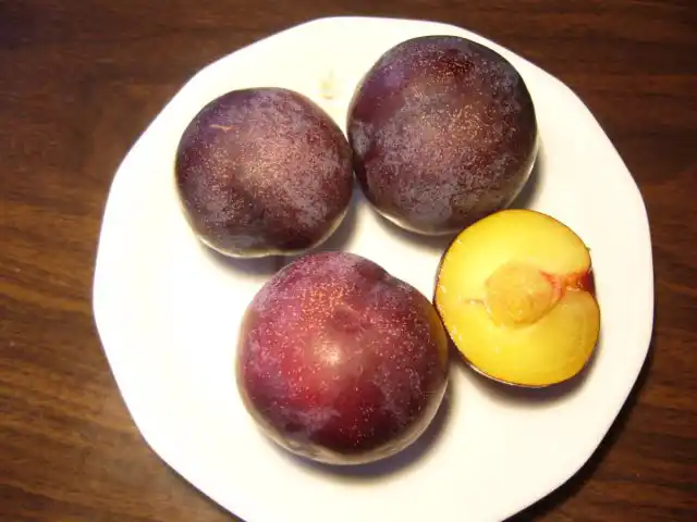 Разные виды и гибриды сливы, скрещенные с абрикосом, называются плумкот или плуот