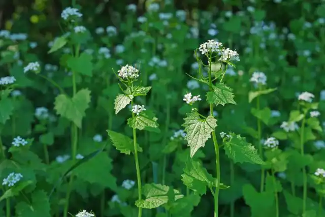 Чесночница черешчатая любит полутенистые и тенистые