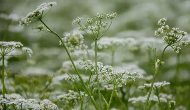 Тмин лучше всего растет на богатых питательными веществами, суглинистых почвах
