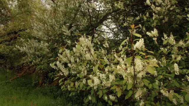Черемуха производит мощные фитонциды, поэтому ее называют «лесным санитаром».