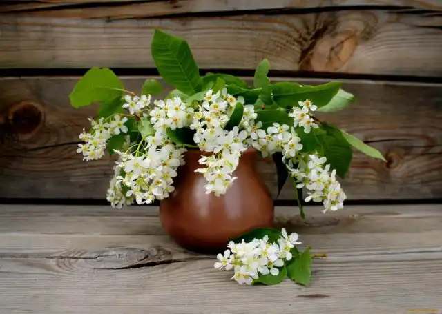 Поставьте в помещение букет из веток черемухи, чтобы избавиться от назойливых насекомых