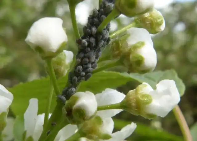Для черемуховой тли черемуха лакомая кормовая база.