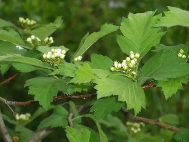 Молодые листики боярышника станут отличным перекусом на прогулке