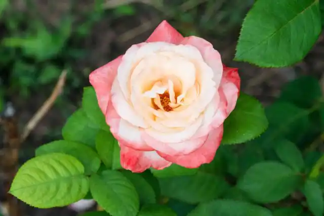 Для чая подойдут только сорта или махровые формы шиповника