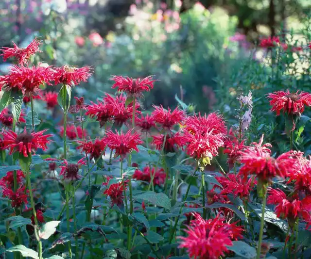 Лепестки монарды обладают сильным ароматом и вкусом, напоминающим смесь мяты и цитрусовых