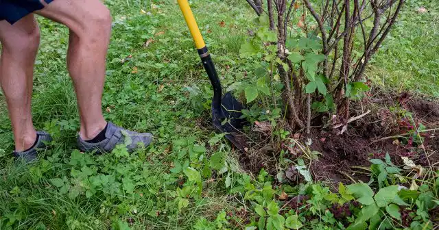 С одного старого куста может получиться столько саженцев, сколько годовалых побегов вы на нём оставляли