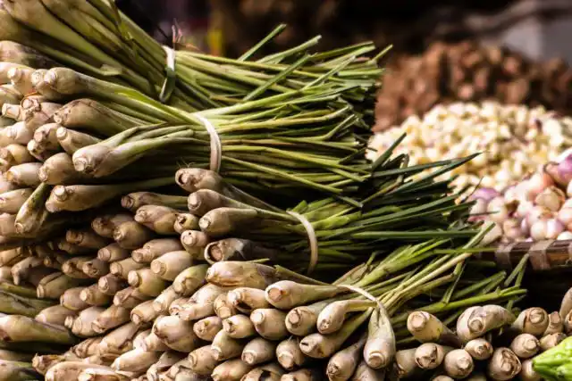 Для выращивания его из продуктовых стеблей, просто поместите стебельки в воду