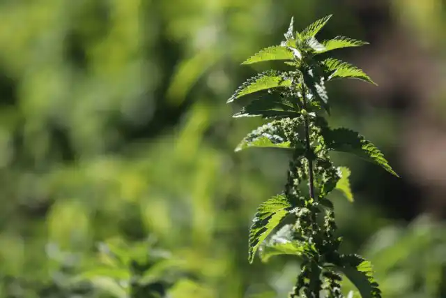 Крапива способна превратить самую бедную почву в плодородную