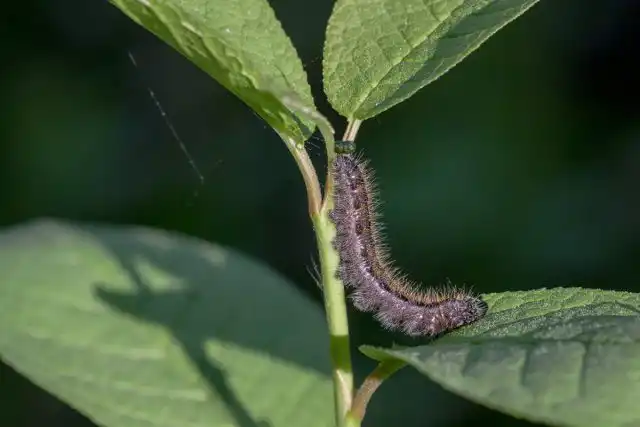 Гусеницы боярышницы имеют коричнево-серую окраску, головка тёмная, на спинке две широкие желто-красные полоски