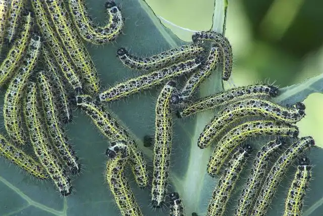 Гусеницы капустницы имеют жёлто-зелёную окраску с жёлтыми полосками по бокам и светлой полосой на спинке.