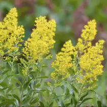 Золотарник испанский