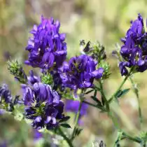 Люцерна посевная