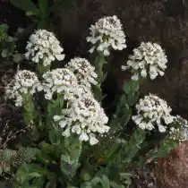 Яруточка сизоватая