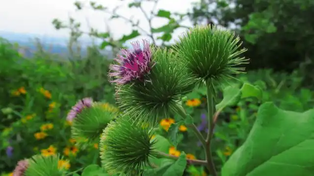 Чаще мы можем столкнуться с обыкновенным лопухом, малым и войлочным
