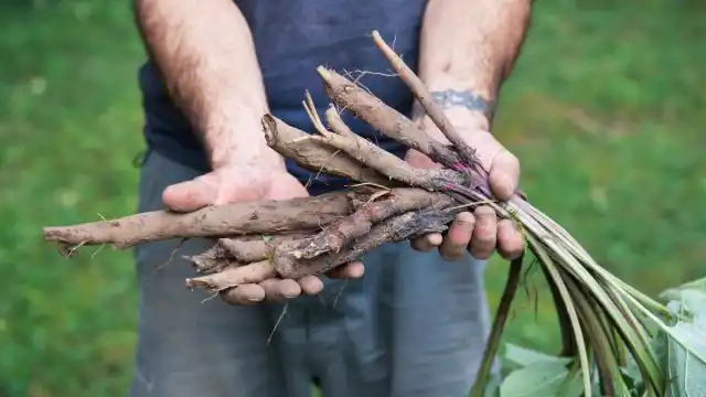 Корни лопуха еще интересней по вкусу и полезней.