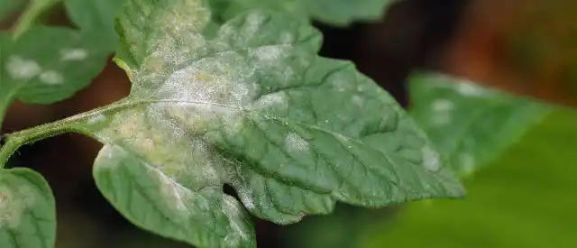 Проявляйте инициативу и проверяйте растения на наличие первых предупреждающих признаков.