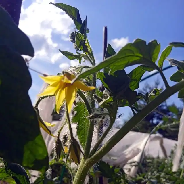 Цветки томатов могут быть удивительно чувствительны к далеко не идеальным условиям.