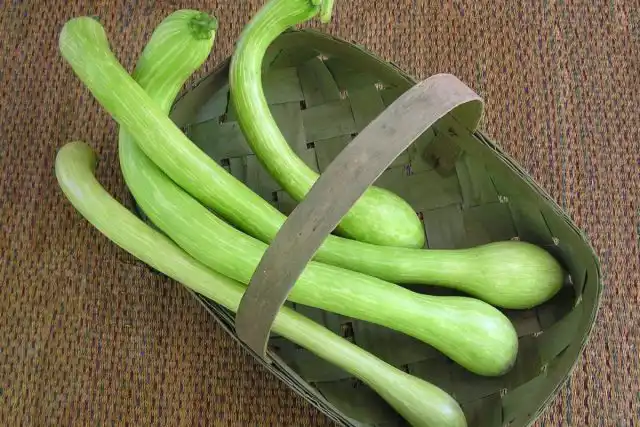 При горизонтальном выращивании обеспечьте прочную опору: плети могут легко достигать 1,5 м в высоту и ширину