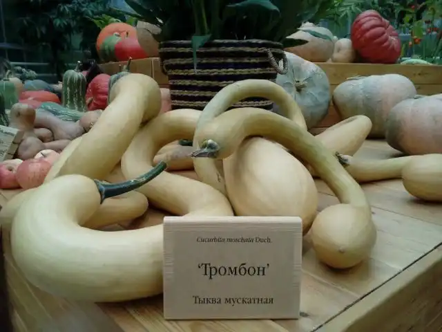 «Тромбон» или же «Тромбончино» — это овощ семейства тыквенных, происходящий из Лигурии (Италия)