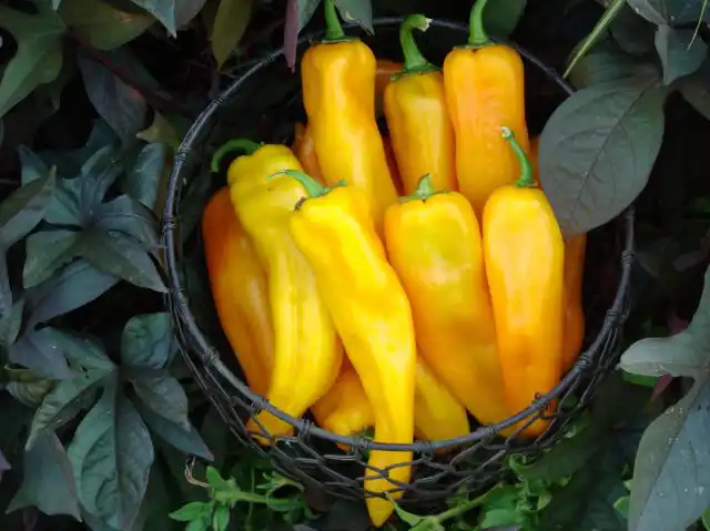 Перец «Забор Желтый F1»