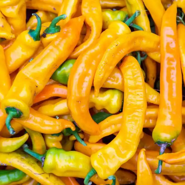 Перец «Длинный Антибский»