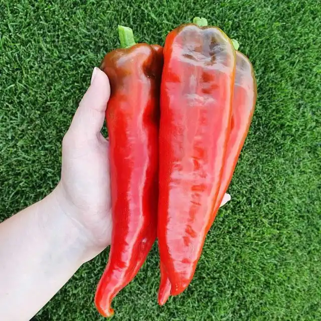 Перец «Ласанта»