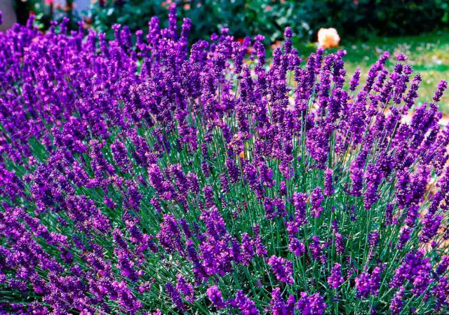 Лаванда не только лекарственное, но и высокодекоративное растение. Поэтому поселить ее в своем саду стараются и на юге, и в средней полосе, и на севере