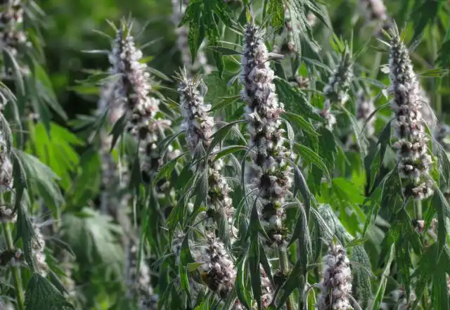 Пустырник пятилопастный