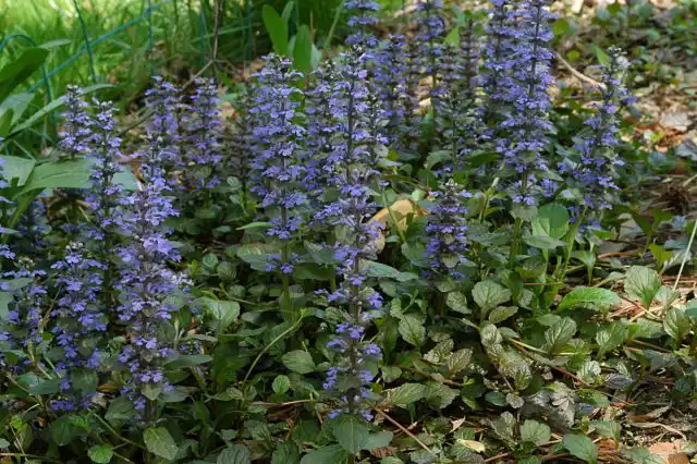 Живучка ползучая (Ajuga reptans)