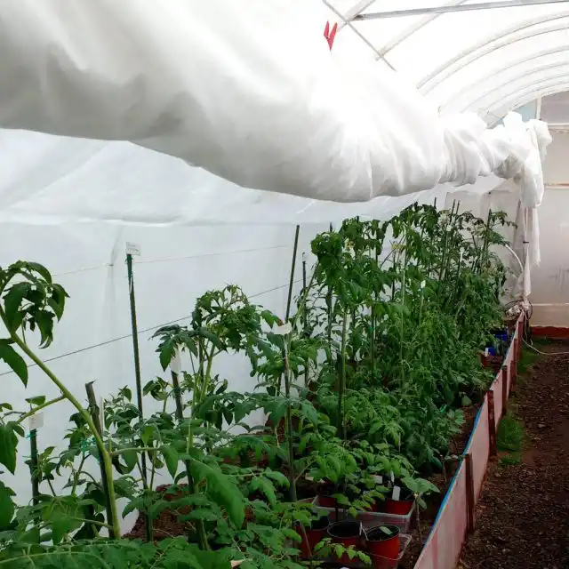 В таком утеплённом тоннеле растения даже не замечают ночных заморозков и с меньшим стрессом переживают переезд из домашних условий в теплицу.